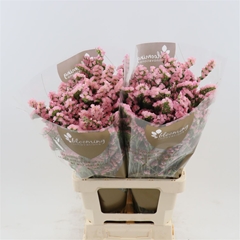 Limonium Sinuatum Emma Peach+ 70cm 25gr.