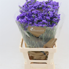 Limonium Sinuatum Levis Wings 70cm 35gr.