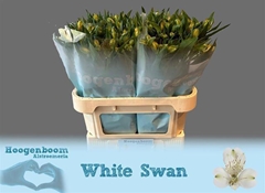 Alstroemeria White Swan 75cm 85gr.