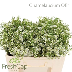 Chamelaucium Ofir 60cm 20gr.