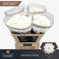 Chrysanth Single Undercover 70cm 75gr.