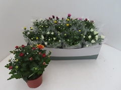 Chrysanth Mix 5 Colours 12Ø 25cm
