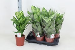 Dieffenbachia Compacta 17Ø 55cm