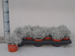Leucophyta Brownii 10Ø 25cm