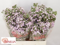 Chamelaucium Dancing Queen 60cm 40gr.