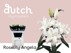 Lily Oriental Double Roselily Angela 85cm 4+