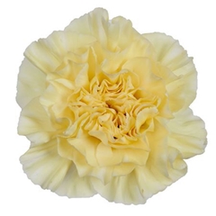 Dianthus Single Polimnia 70cm
