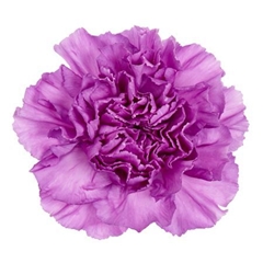 Dianthus Single Florigene Moonlite 70cm