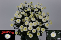 Chrysanth Santini Cologne 70cm