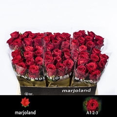 Rosa Red Naomi! 55cm