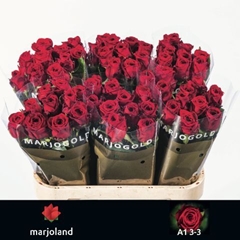 Rosa Red Naomi! 80cm