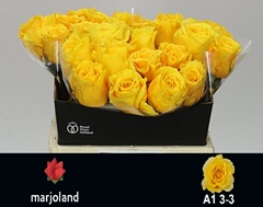Rosa Palmares! 40cm