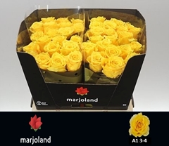 Rosa Palmares! 60cm