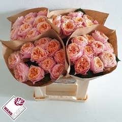 Rosa Vuvuzela 40cm