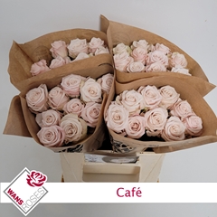 Rosa Garden Café! 40cm