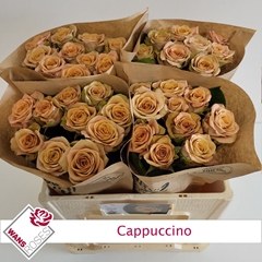 Rosa Cappuccino 50cm
