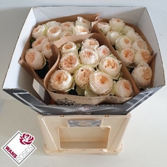 Rosa Garden Emma Woodhouse 60cm