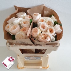 Rosa Garden Emma Woodhouse 50cm