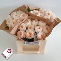 Rosa Garden Emma Woodhouse 40cm