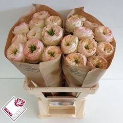 Rosa Pinky Pie! 60cm