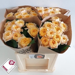 Rosa Golden Vuvuzela 60cm