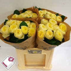 Rosa White Vuvuzela 60cm
