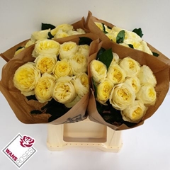 Rosa White Vuvuzela 40cm