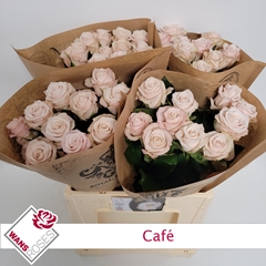 Rosa Garden Café! 60cm