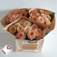 Rosa Cappuccino 40cm