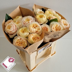 Rosa Priscilla! 40cm