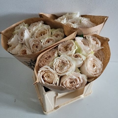 Rosa Shade Of Beige! 40cm