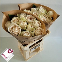 Rosa Shade Of Beige! 60cm