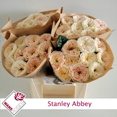 Rosa Stanley Abbey 40cm