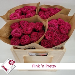Rosa Pink 'N Pretty 50cm