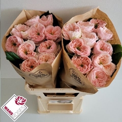 Rosa Sweet Diamond 60cm