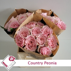 Rosa Country Spirit Peonia 40cm