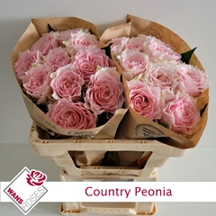 Rosa Country Spirit Peonia 50cm