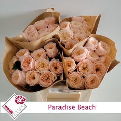 Rosa Sweetheart Paradise Beach 40cm