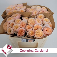 Rosa Georgina Gardens! 50cm
