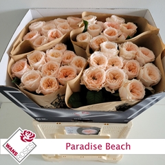 Rosa Sweetheart Paradise Beach 60cm