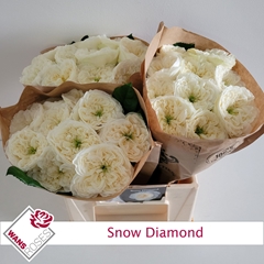 Rosa Snow Diamond 40cm