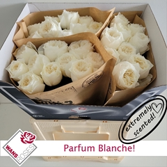 Rosa Parfum Blanche! 60cm