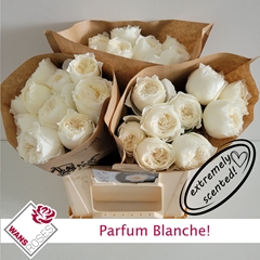 Rosa Parfum Blanche! 40cm