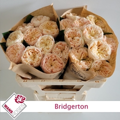 Rosa Bridgerton 50cm