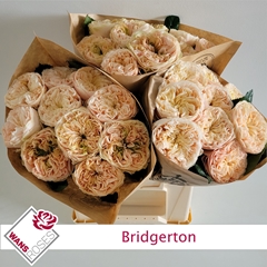 Rosa Bridgerton 40cm