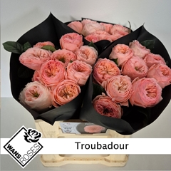 Rosa Troubadour 40cm