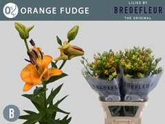 Lily La Orange Fudge 85cm 3+