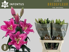 Lily Oriental Infentus 100cm 5+