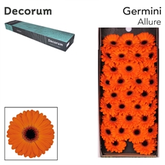 Gerbera Mini Black Center Allure 45cm 7cm Hd