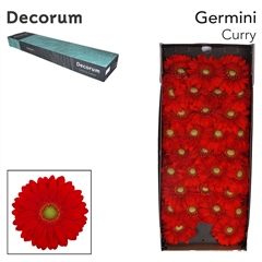 Gerbera Mini Green Center Curry 45cm 7cm Hd